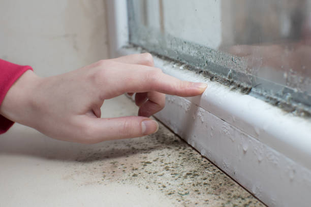 Mold Remediation for Vacation Homes in La Mesa, CA