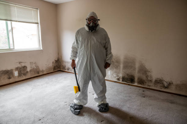 Reliable La Mesa, CA Mold Removal Solutions